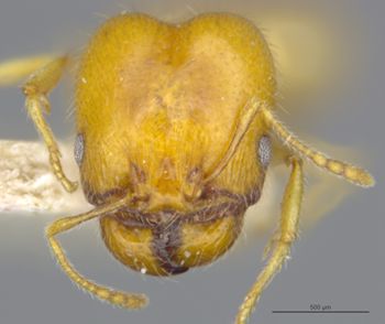 Media type: image;   Entomology 30037 Aspect: head frontal view